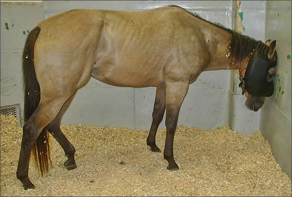 Neuro horse in stall. Photo by Rebecca McConnico, DVM